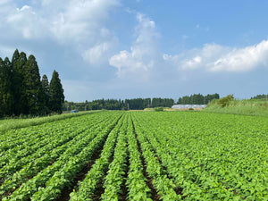 ここく 味噌（麦 / あわせ / フムス）